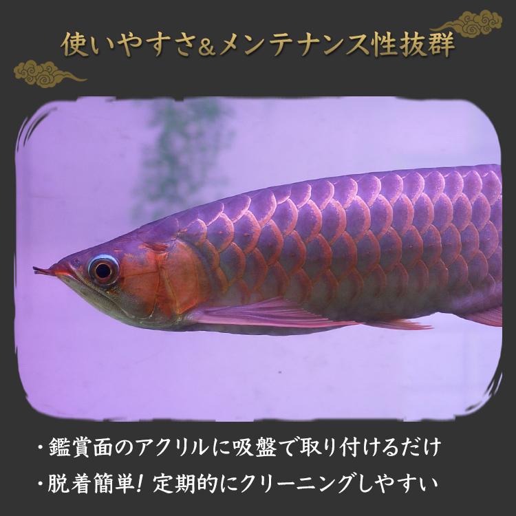 アロワナライト 水槽を明るくてらして、紅龍の美しさを引き出す！水中アロワナライト