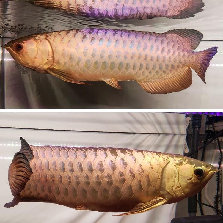 アロワナ用水中ライト1500用 楽天市場】アロワナ ライト スーパーレッド 紅龍 水中 レッド