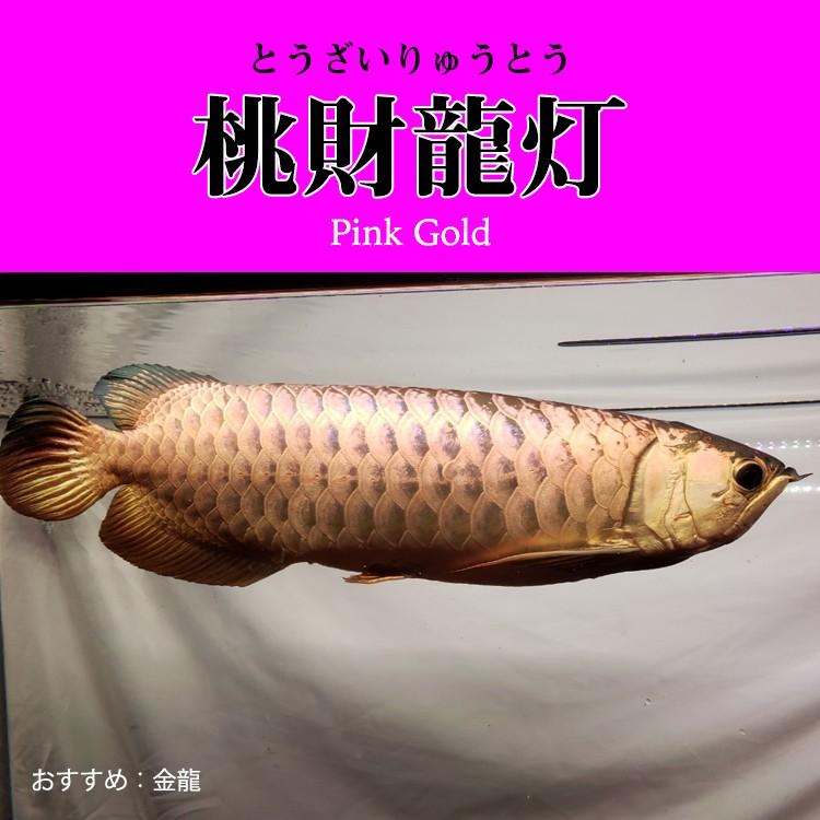 アロワナ ライト 金龍 過背金 150cm水槽用 桃財龍灯 ピンクゴールド Ex Led 2列 水中 照明 水中蛍光灯 でんらい Pg150 Ex Pg Ex 送料無料 Pg150 Ex 各種照明 アロワナ照明のでんらい 通販 Yahoo ショッピング