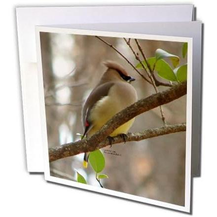 【並行輸入品】Lee Hiller Photography Hot Springs国立公園Wildlife Cedar Waxwing On Br