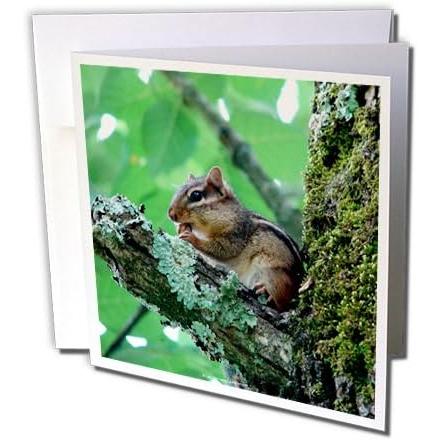 【並行輸入品】Lee Hiller Hot Springs国立公園Wildlife Chipmunk Eating In A Tree グリー