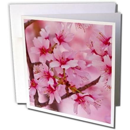 【並行輸入品】3dRose Lee Hiller Photography Hot Springs National Park Flowers - Sp