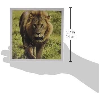 【並行輸入品】3dRose Male Lion  Lake Nakuru National Park  Kenya - Greeting Cards_1
