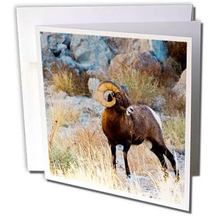3dRose South Dakota  Wall  Badlands National Park  Male Big Horn Sheep - Greeting Card  6 by 6-inch (gc_259994_5)　並行輸入品｜dep-dreamfactory｜03