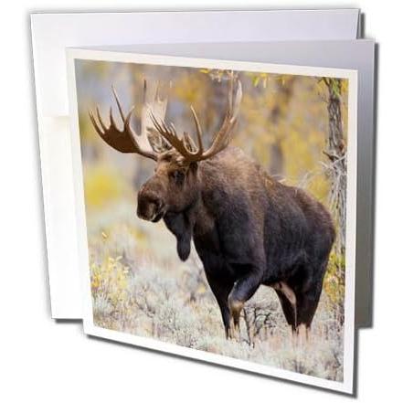 【並行輸入品】3dRose Danita Delimont - Moose - Large bull Moose Grand Teton Natio