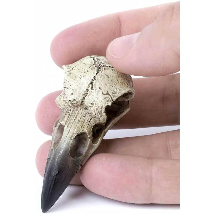 Ebros ギフト Huginn and Muninn 小さな遺物 カラス スカル タリスマン ペンダント センターピース ジュエリーアクセサリー Ossuary Macabre 彫刻 チェーンな｜dep-dreamfactory｜02