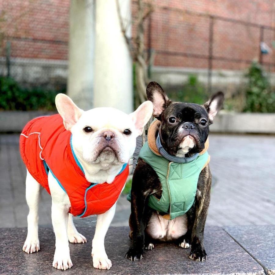 【並行輸入品】 Gooby Sports Vest Dog Jacket - Blue X-Small - Reflective Dog Vest_9