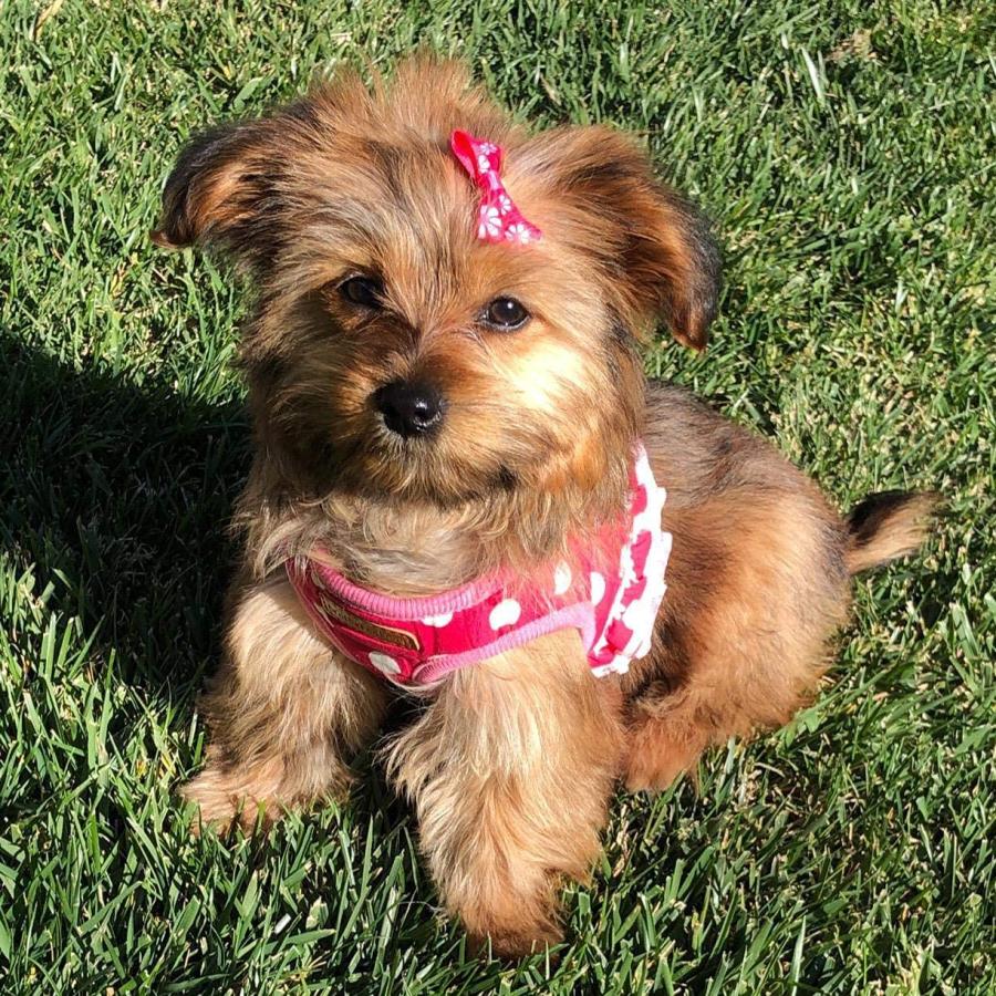 【並行輸入品】 Cute Small Dog Harness Ladies Polka Dots Dog Vest Harness Set with_7