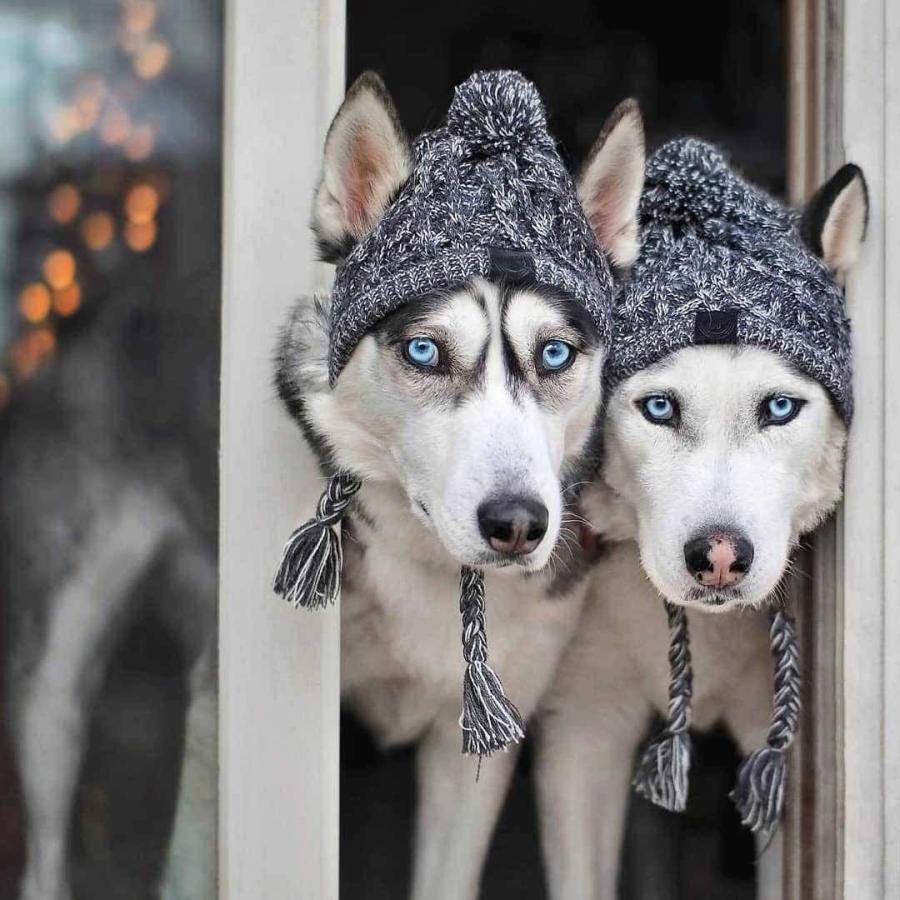 【並行輸入品】 Genericb Winter Soft Dog Hats  Warm Pet Dog Knitted Hat  Windproofの画像