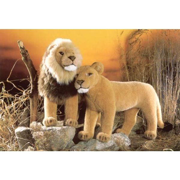 めすライオン（ケーセン）02P27aug10 めすライオン（ケーセン）02P27aug10