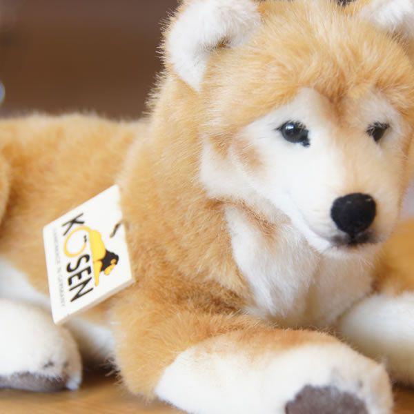 ケーセン　柴犬　伏せ
