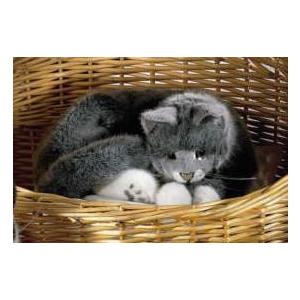 ケーセン(Kosen)社 ねそべり猫・グレー kosen (ケーセン)メインクーン