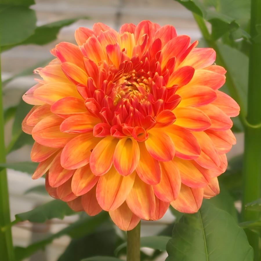 花農家直送 ダリア 球根 暖 だん 1球 中輪 黄色 淡いオレンジ