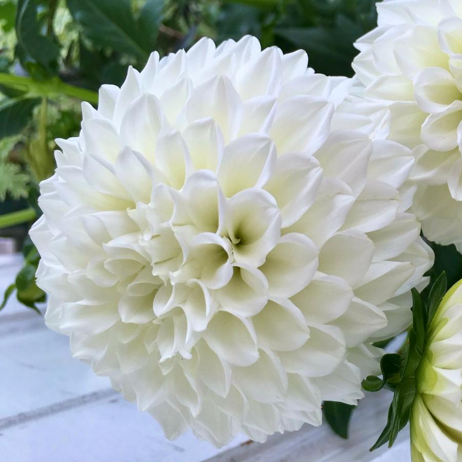 花農家直送 ダリア 球根 春植え かまくら 1球 【鷲沢氏作の傑作！純白