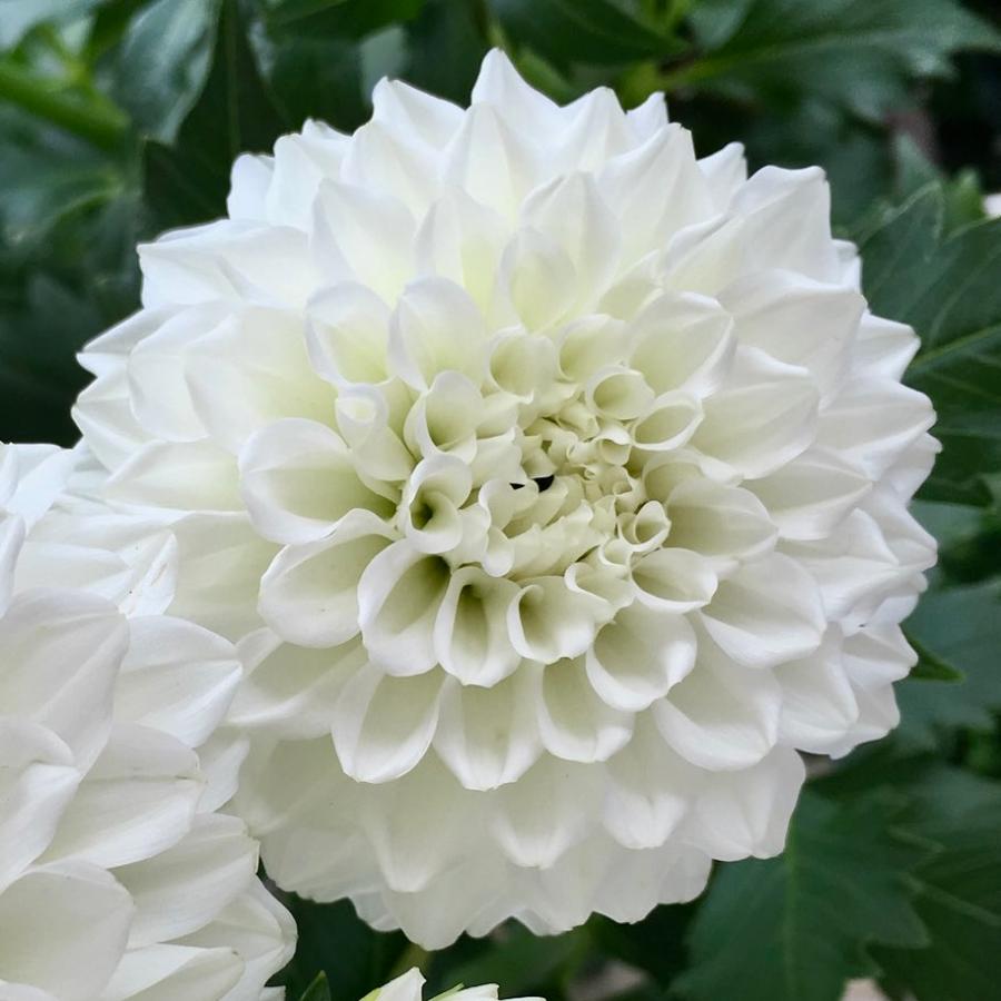 花農家直送 ダリア 球根 春植え かまくら 1球 【鷲沢氏作の傑作！純白