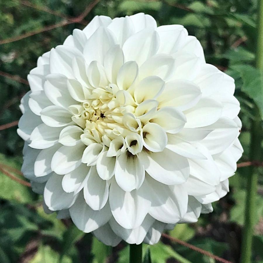 花農家直送 ダリア 球根 春植え かまくら 1球 【鷲沢氏作の傑作！純白