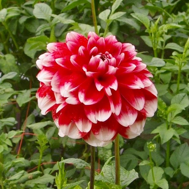 【割安】ダリア農家直送/ダリア球根 掘り上げ品 5kg以上 / まとめ買い 花農家直送 ダリア 球根 祝杯 しゅくはい 1球 中小輪 紅白 赤 白 2色