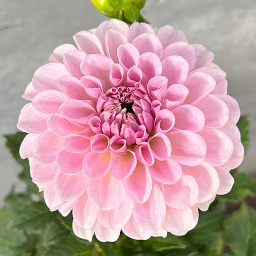 超希少種 ダリア球根 1球 花農家直送 ダリア 球根 ティアラ 1球 中小輪 アンティーク系 ピンク色