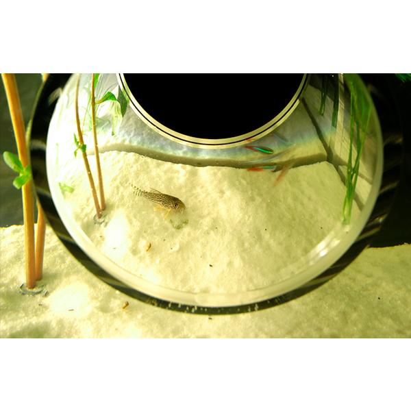 アクアリウム 水槽 Private Agualium ワイドサイズ アクアリウム 水槽 インテリアはプライベートアクアリウム おしゃれ デザイン シンプル Designshop 通販 Yahoo ショッピング