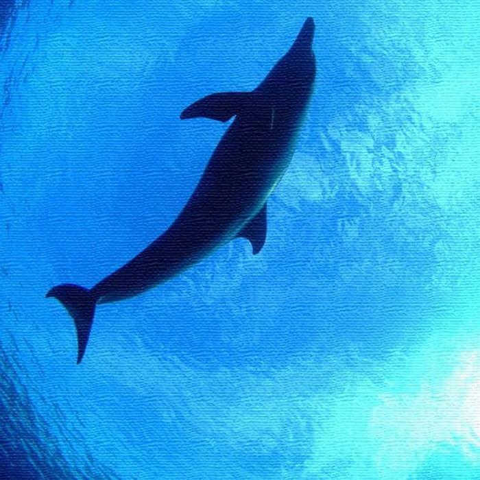 うみカメラマン むらいさち イルカ Sachi Murai Xlサイズ 100cm 100cm アートパネル ファブリックパネル アートボード インテリアパネル 壁掛け 日本製 ラ Lib Mur 0002 Xl デザインスタイル 通販 Yahoo ショッピング