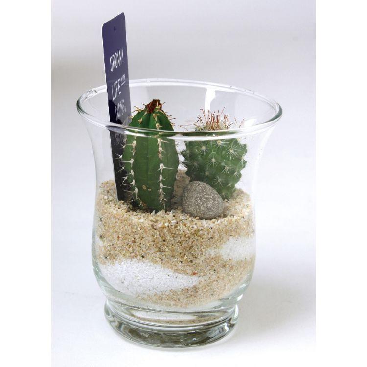 Spice スパイス Spice Of Life ミニガラスドーム サボテン植え込み Sサイズ 8s56 1個 ガーデン 植物 サボテン 多肉 多肉植物 ガラス インテリア Sp 8s56 1 Desir De Vivre 通販 Yahoo ショッピング