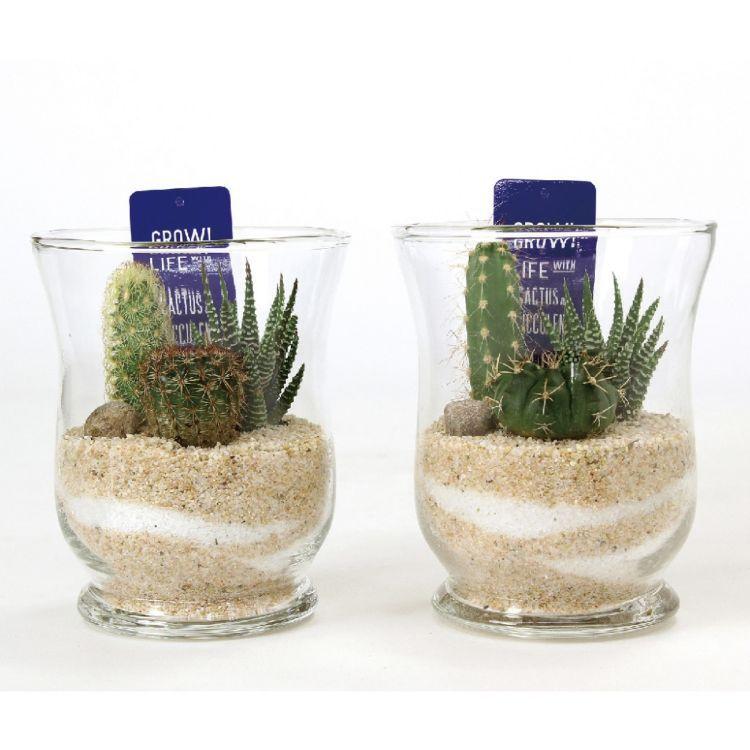 Spice スパイス Spice Of Life ミニガラスドーム サボテン植え込み Lサイズ 8s57 1個 ガーデン 植物 サボテン 多肉 多肉植物 ガラス インテリア Sp 8s57 1 Desir De Vivre 通販 Yahoo ショッピング