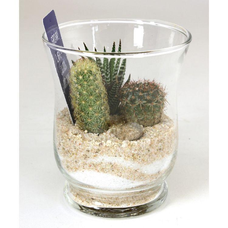 Spice スパイス Spice Of Life ミニガラスドーム サボテン植え込み Lサイズ 8s57 1個 ガーデン 植物 サボテン 多肉 多肉植物 ガラス インテリア Sp 8s57 1 Desir De Vivre 通販 Yahoo ショッピング