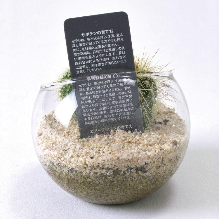 Spice スパイス 8s09 8個 ガーデン サボテン ワイヤーボトル 多肉 植物 卓出 ワイヤーボトル