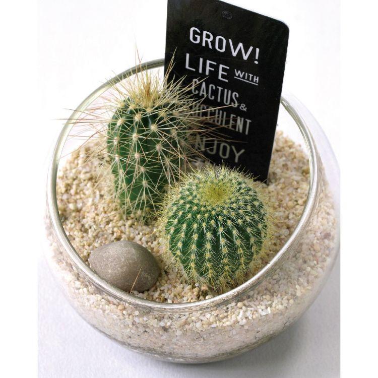 Spice スパイス Spice Of Life ミニガラスラウンドドーム サボテン植え込み 8s58 12個 ガーデン 植物 サボテン 多肉 多肉植物 ガラス インテリア Sp 8s58 Desir De Vivre 通販 Yahoo ショッピング