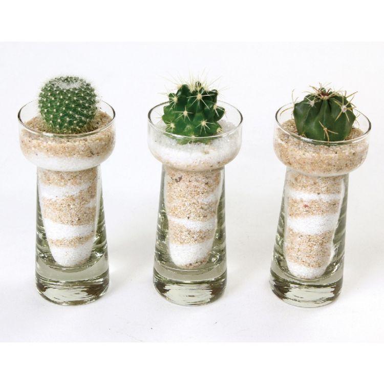 Spice スパイス Spice Of Life シリンダーガラス サボテン植え込み 8s62 12個 ガーデン 植物 サボテン 多肉 シリンダー ガラス 可愛 プレゼント Sp 8s62 Desir De Vivre 通販 Yahoo ショッピング