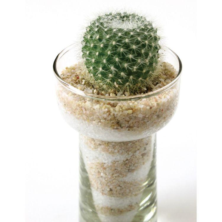 Spice スパイス Spice Of Life シリンダーガラス サボテン植え込み 8s62 12個 ガーデン 植物 サボテン 多肉 シリンダー ガラス 可愛 プレゼント Sp 8s62 Desir De Vivre 通販 Yahoo ショッピング