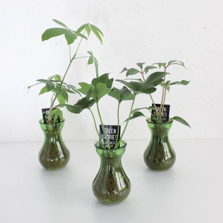 SPICE スパイス TINYVASE セラグリーン HAK16019 12個 | ガーデン 植物 観葉植物 ボリューム感 爽やか 水耕栽培