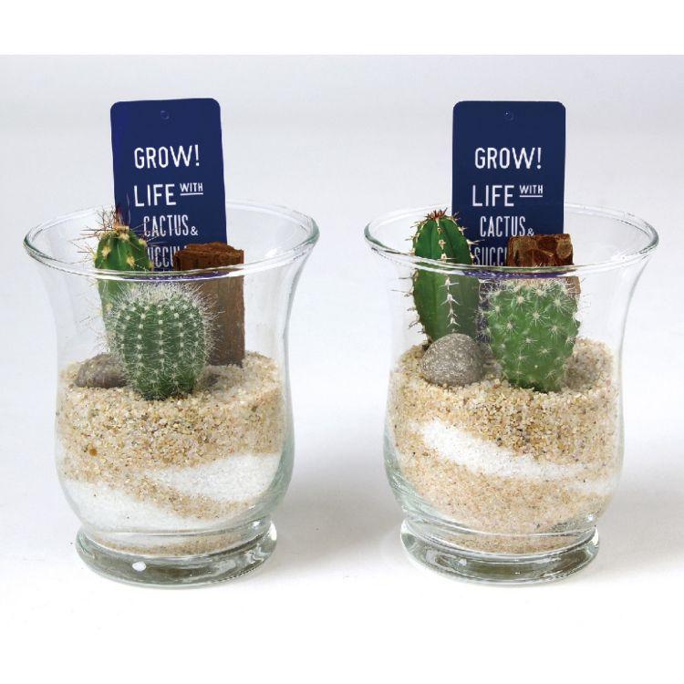 超大特価 Spice スパイス Spice Of Life ミニガラスドーム サボテン植え込み Sサイズ 8s56 8個 ガーデン 植物 サボテン 多肉 多肉植物 ガラス インテリア 格安 Medfin Co In