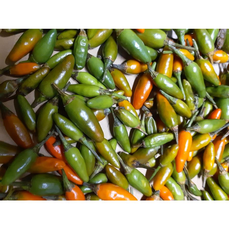 唐辛子の種、ベトナムフービン県唐辛子の種30粒 |  | 01