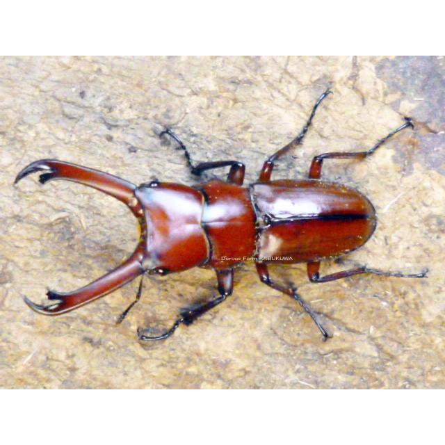 DFかぶくわ☆アルナーチャル産☆エレガンスセスジクワガタ♂30mmupペア