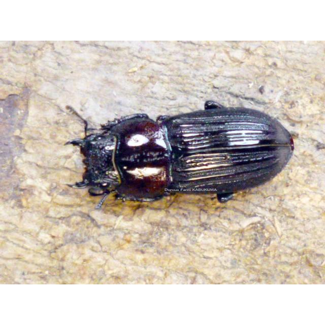 DFかぶくわ☆アルナーチャル産☆エレガンスセスジクワガタ♂30mmupペア