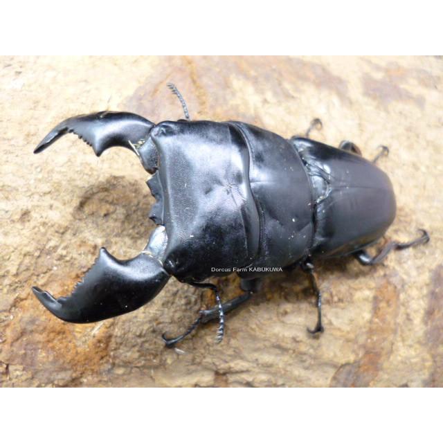 DFかぶくわ☆超極太血統☆スマトラオオヒラタ（アチェ）初令幼虫1頭：A