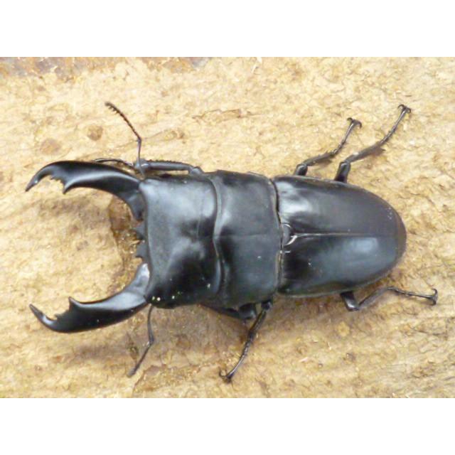 昆虫大系 いきもの大図鑑ミニコレクション 昆虫01』発売！ | がちゃぽん情報