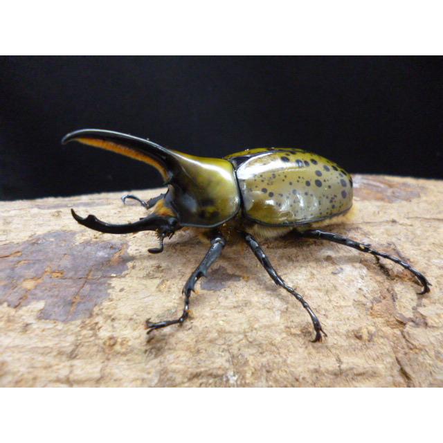 DFかぶくわ☆天然からのF1☆ヒルスシロカブト♂72mm♀52mmペア