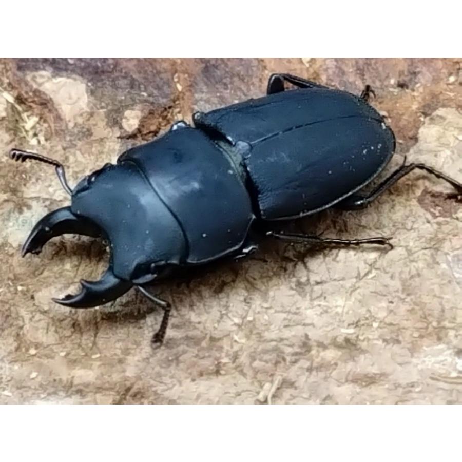 DFかぶくわ☆新成虫☆ロトゥンダトスツヤケシクワガタ(南米 DFかぶくわ☆新成虫☆ロトゥンダトスツヤケシクワガタ(南米
