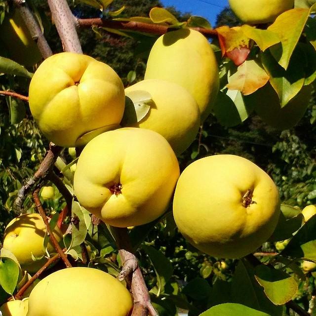 かりん蜂みつ |  | 04