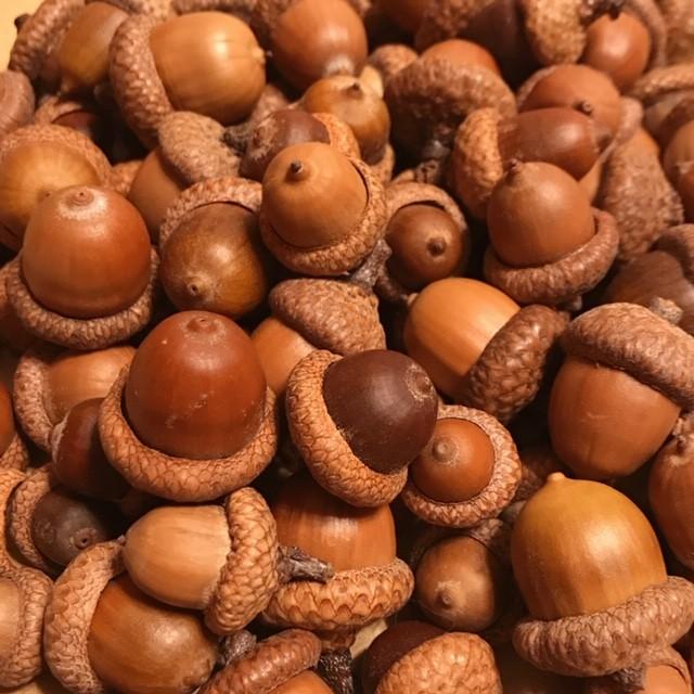 8 北海道　レッドオーク　生　どんぐり　大きなどんぐり　大.特大どんぐり 8 北海道 レッドオーク 生 どんぐり 大きなどんぐり 大.特大