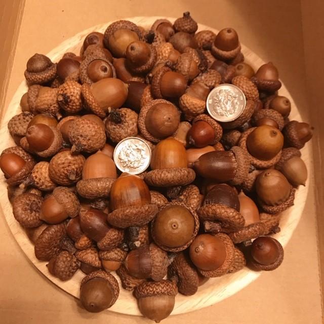 極上 森のどんぐり 大量50個 ナチュラルな帽子付き 北海道産レッド