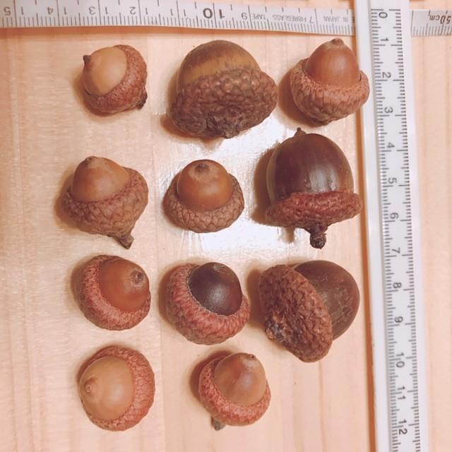 極上 森のどんぐり 大量50個 ナチュラルな帽子付き 北海道産レッド