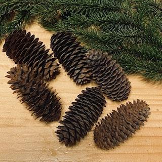 ドイツトウヒのフレッシュリース&スワッグ 本場のドイツトウヒ