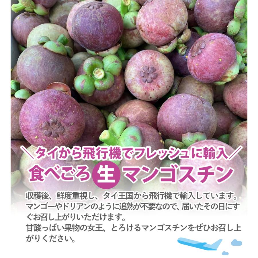 代引き不可 マンゴスチン 果物の女王 25玉前後 2kg トロピカルフルーツ