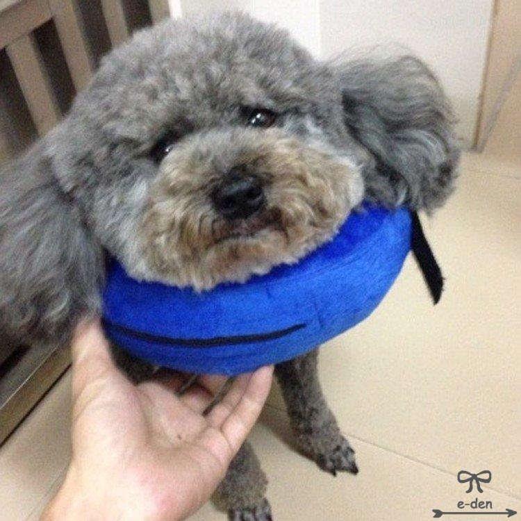 入園入学祝い 傷舐め防止用カラームーンカラーエリザベスカラー首輪猫用犬用動物病院で大好評の実績介護用品ペット用 Shipsctc Org