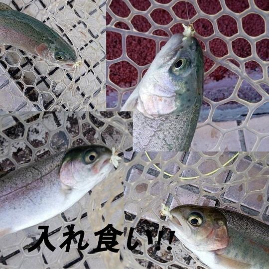 フライ　ぶどう虫 フライ　4個セット　ニンフフライ　　渓流　 管理釣り　爆釣　 完成フライ 毛ばり テンカラ 毛鉤　フライフィッシング　 |  | 03