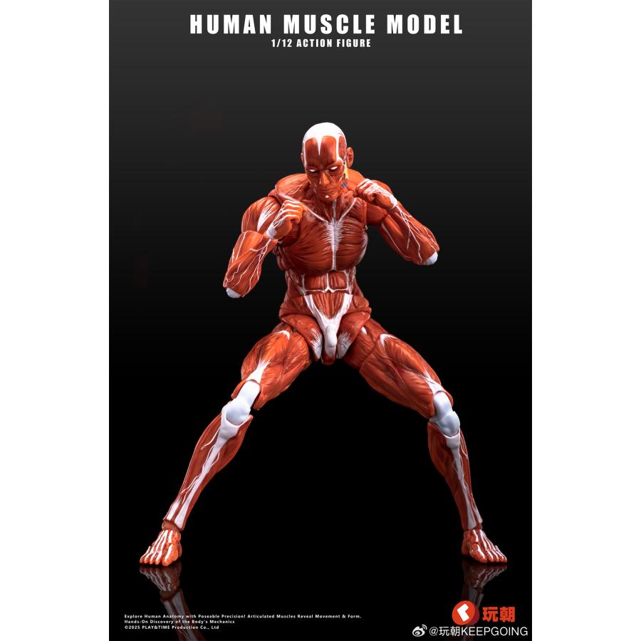 人体筋肉模型 1/12スケール可動フィギュア レッド KEEPGOING
