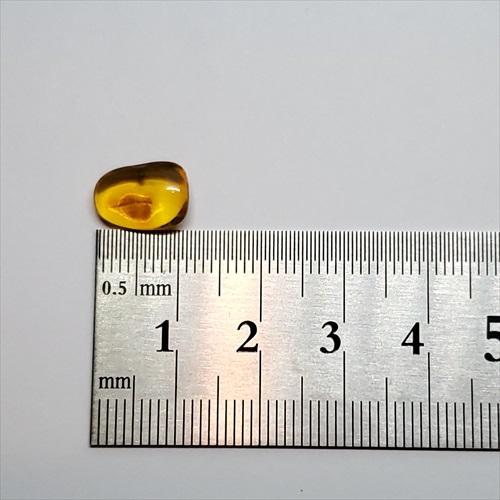 美品 虫入り琥珀 琥珀 化石 本物 バルト海産 ケース付き 11mm